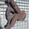Galerie evacuare Dacia Renault 1.2 Benzina cod motor D4F732
