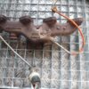 Galerie Evacuare cu senzori  Nissan Dacia Renault 1.5 DCI Cod 140042052R