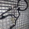 Rampa retur injectoare 1.5 Bluehdi YH01 YHY Peugeot Citroen cod 9824723180