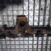 Galerie evacuare Alfa Romeo Fiat Lancia 1.3 JTD euro 5 cod 55223906