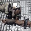 Turbina Skoda Octavia 2 Volkswagen Golf 5 Touran 2.0TDI 170CP BMN cod 03G253010A