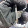 Conducta ulei turbina Fiat Sedici Suzuki SX4 2.0 mjt cod 55227043
