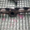 Galerie evacuare Opel Chevrolet 2.2 tdci cod motor z22d1