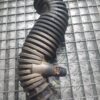 Furtun aer admisie Hyundai Kia 1.7 crdi cod 28130 03100