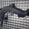 Tub Tubulatura intercooler cu senzor Volkswagen Skoda 2.0 tdi cod 5N0145770A