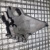 Suport motor Volkswagen Audi 1.9 TDI cod 03G199207A