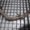 Conducta racitor gaze Citroen C5 III (2008-2012) 2.7 hdi PSA cod motor UHZ 204 Cp cod : 4R8Q9H449