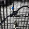Maneta semnalizare Mercedes C Class W203 Cod 2035451124