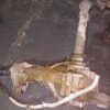 Grup Diferential fata raport 3.73 VW Touareg 2.5 TDI cod 4460310020