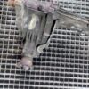 Grup diferential fata raport 2.53 Chevrolet Captiva 2.0 D cod 24240427 FB SL09077