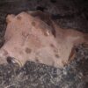 Grup diferential spate raport 3.54 Land Rover Range Rover Sport cod AH22-4W063-BC