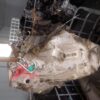 Cutie viteze manuala 6 trepte Renault Scenic 3 1.5 dci 110cp cod TL4A018